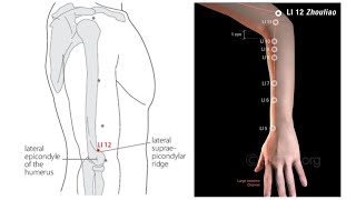 LARGE INTESTINE 12 ZHOULIAO ELBOW BONE [upl. by Elagiba]