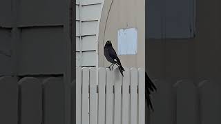 Currawong birds australianmagpie bird australianbirds [upl. by Owens169]