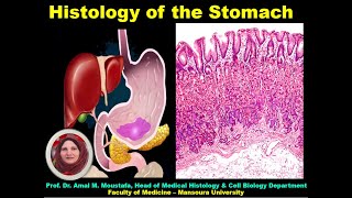 Histology of Stomach اد امل محمد مصطفي يوسف رئيس قسم الهستولوجي بطب المنصوره [upl. by Enilrac188]