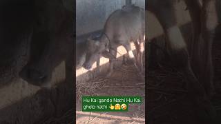 Hu Kai gando Nathi re Hu Kai ghelo nathi re jigneshdada gujaratisongstatus comedy funny video [upl. by Aicnilav]