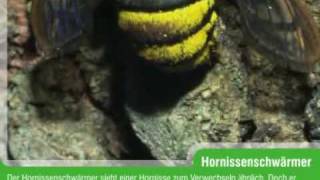 Hornissenschwärmer Sesia apiformis [upl. by Yerbua]