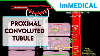 proximal convoluted tubule physiology in Urdu amp Hindioverview of reabsorption in PCT renalsystem [upl. by Onivag]