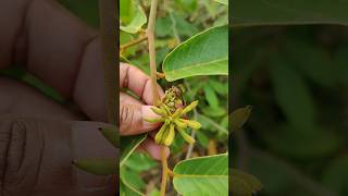 Uvaria rufa fruits settled in our Ramanujans garden exoticfruitplants tropicalfruit nature [upl. by Adaha]