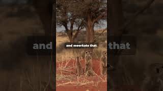 Kalahari Desert 🏜️ Full of Life 🌿 [upl. by Ainafets220]