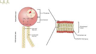 polar nonpolar phospholipid [upl. by Mittel287]