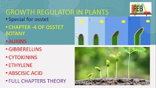 growth regulators in plants for osstet [upl. by Yahsed489]