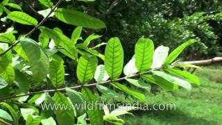 Kutaja or Wrightia tinctoria or Pala indigo plant A medicinal plant [upl. by Popper]