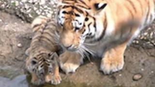 Zoo Leipzig  die Tiger Babys  cute Tiger Cubs [upl. by Ayhdnas311]