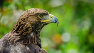 Rogue gamekeepers killing birds of prey says RSPB [upl. by Salta927]