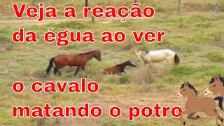 Flagrante  Cavalo atacando o potrinho por ciúmes da égua [upl. by Coster460]