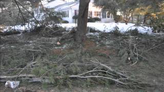 Planting Under Pine Trees [upl. by Trub]