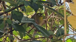 Warbling Whiteeye [upl. by Kired]