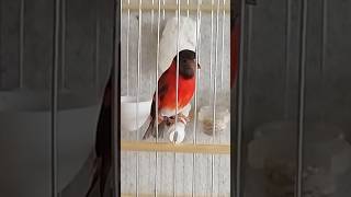 Spinus Cucullata famoso Tarim da Venezuela cantando muito aves bird pintassilgo spinus [upl. by Isborne]