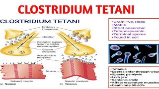 Clostridium tatani  Tetanus  Medical microbiology [upl. by Meter]