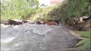 Cruzando el Arroyo Grande Manzano Histórico [upl. by Townsend]