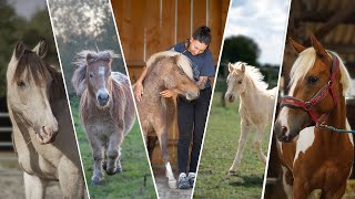 PRÉSENTATION DE MES 16 CHEVAUX  🐴 [upl. by Rhyner83]