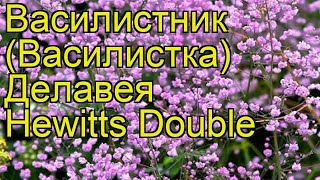 Василистник делавея Хевиттс Дабл Краткий обзор описание thalictrum delavayi Hewitts Double [upl. by Eloccin]