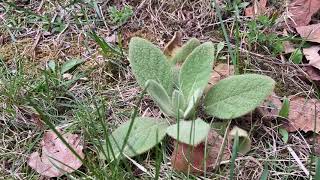 early spring mullein vs lamb’s ear with herbalist jim mcdonald [upl. by Stempien]