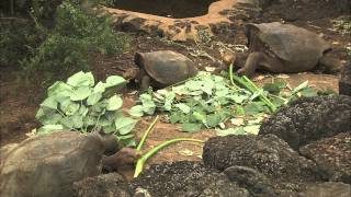 Galapagos Tortoise Conservation [upl. by Benisch]