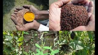 Folk Rice Formulations for Mesenteric panniculitis Pankaj Oudhias Medicinal Plant Database [upl. by Relyks]