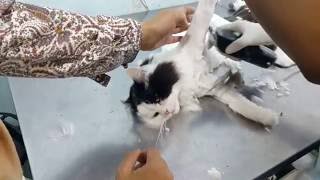 Hair cut for cat Pico at the Veterinary Clinic حلاقة شعر القط بيكو عند الطبيب البيطري 05072016 [upl. by Maxama]