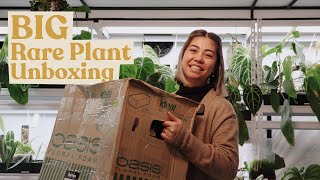 Rare Plant Unboxing  Anthurium Philodendron Alocasia Monstera amp more [upl. by Serra728]