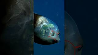 Barreleye Fish 🐠 [upl. by Acilef]