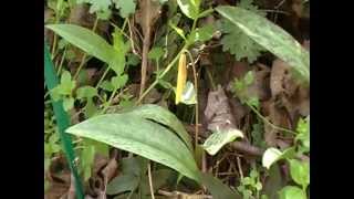 Trout Lily Erythronium americanum [upl. by Deyas]