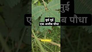 छुई मुई । amazing facts। Chui mui । Mimosa pudica mimosapudica chuimui facts gk knowledge [upl. by Licko]