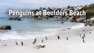 Penguins at Boulders Beach  Cape Town South Africa [upl. by Maddi156]