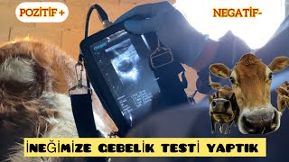 İNEKLERE GEBELİK TESTİDÜVELERİMİZE TOHUM ATTIR DIK youtubevideo2024 inek inekbakımı köyhayatı [upl. by Giffie]