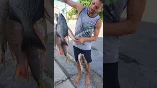 Un buen día de Pesca en Playa de Santa Fé Cuba Nostalgia Viva playadesantafe santafecuba [upl. by Eimmis]