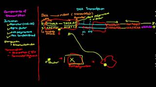 Prokaryotic transcription [upl. by Pepillo]