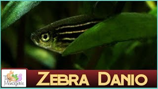 All About Zebra Danio The Ultimate Beginner Fish [upl. by Lalib]