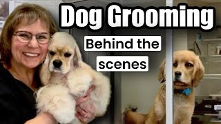 LIVE Dog Grooming CockapooShih Tzu’s Cavalier Yorkies Pomeranian Schnauzer Mixes Shiba Inu [upl. by Kellen]