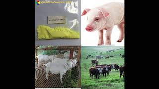 Oxytetracycline HCl soluble powder for animal use [upl. by Ggerc794]