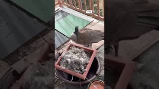 阳台上的鹅（5）Goose on balcony goose cute 加拿大鹅 孵蛋 野生动物 阳台 [upl. by Cohby156]