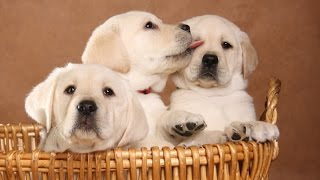 Cutest Labrador Puppies in basket and playing around [upl. by Reichel]