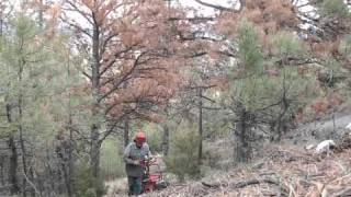 Montanatreecom Iron Horse Logging in Helena Mt [upl. by Atihana444]