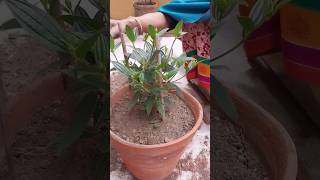 Tipu China Plant Potting  Begum Bahar Plant  নতুন গাছ লাগালাম আজ [upl. by Naida]