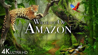 Wildlife of Amazon 4K  Animals That Call The Jungle Home  Amazon Rainforest  Relaxation Film [upl. by Yraht]