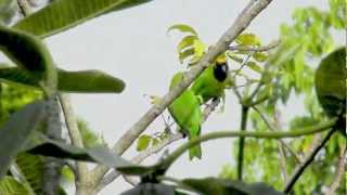 Goldenfronted Leafbirds Chloropsis aurifrons [upl. by Alleram]