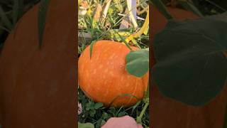 Atlantic giant pumpkins pumpkin gardening garden plant plants vegetablegarden nature growth [upl. by Fernanda]