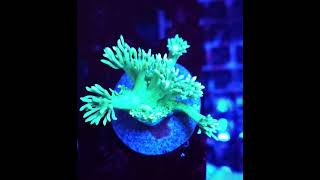 goniopora reefkeeper reefaquarium coral korallen [upl. by Yahsel]