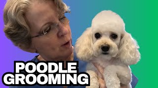 Grooming This Screaming Dog  Toy Poodle  Marlee [upl. by Michaud382]