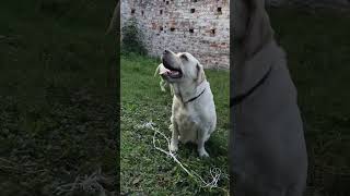 Labour dog lover Viral video Youtubeshort short video 📸 [upl. by Rondi993]