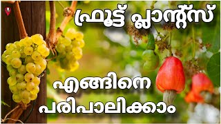 Fruit plants growth techniques and tips in malayalam  Prs kitchen krishi cultivation [upl. by Atirhs]