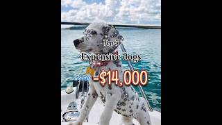 Discover the Price Tags of the Top 5 Most Expensive Dog Breeds 🏷️🐾 shorts shortvideo [upl. by Otrebmal]