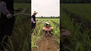 Sugar cane farming in china 🤑farming shorts short [upl. by Nereen]