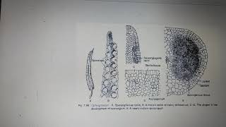 Vd8 Structure of Sporangium and Development if Spores in Ophioglossum [upl. by Deenya555]